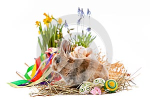 Cute dwarf rabbit with Easter motif on a white background.