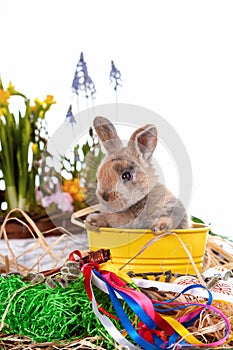 Cute dwarf rabbit with Easter motif on a white background.