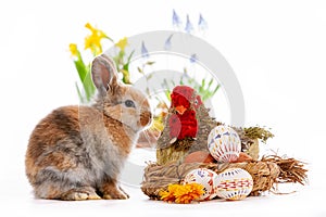 Cute dwarf rabbit with Easter motif on a white background