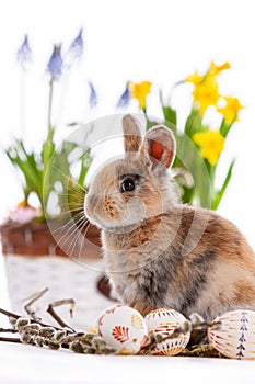 Cute dwarf rabbit with Easter motif on a white background