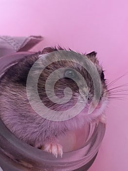 Cute dzungarian hamster on a pink background