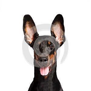 Cute ears of dobermann dog