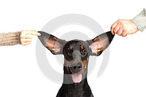 Cute ears of dobermann dog