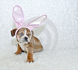 Cute Easter Bulldog Puppy