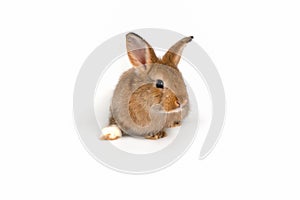 Cute Easter bunny baby, red-brown fur on a white background.isolated