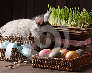 Cute easter bunny with colored eggs