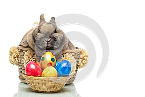 Cute Easter bunny with eggs sitting in basket