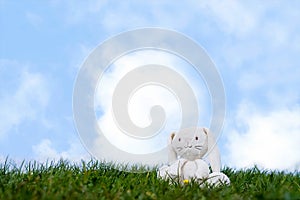 Cute easter bunny toy sitting alone on spring grass fields on sunny day morning, White rabbit doll sitting alone on green meawdow