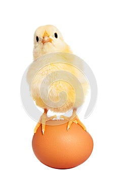 Cute easter chick with egg