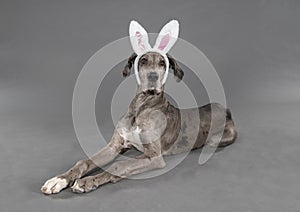 Cute Easter puppy in studio
