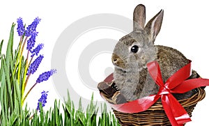 Garden with cute easter rabbit