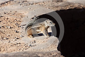 Cute Eastern Chipmunk