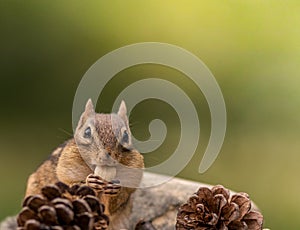 Cute Eastern Chipmunk eats a nut
