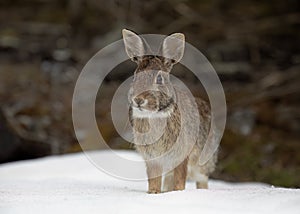 A cute Eastern cottontail rabbit sitting in the snow in a winter forest.