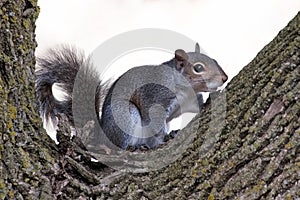 Cute Eastern Gray Squirrel in Crook of Tree