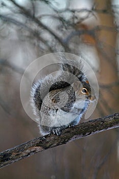 Cute Eastern Gray Squirrel Posing on Branch- Sciurus carolinensis