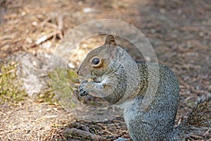 A cute eastern gray squirrel Sciurus carolinensis, also known as the grey squirrel