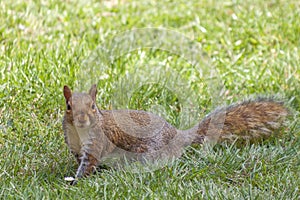 A cute eastern gray squirrel Sciurus carolinensis, also known as the grey squirrel