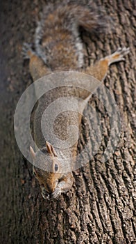 Cute Eastern gray squirrel, sciurus carolinensis, hanging upside down on a tree trunk and holding peanut in paws