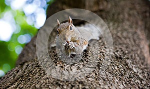 Cute Eastern gray squirrel, sciurus carolinensis, hanging upside down on a tree trunk and holding peanut in paws