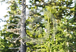 cute Eastern Phoebe resting on the small tree.