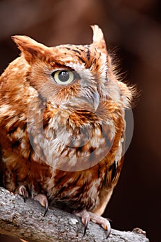 Cute Eastern Screech Owl Red Phase