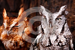 Cute Eastern Screech Owls Red and Gray Phases