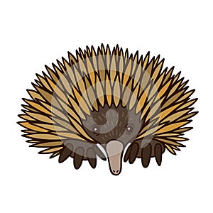 Cute echidna flat color vector illustration on white