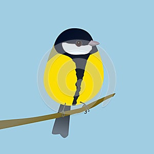 Cute egg shaped greattit bird