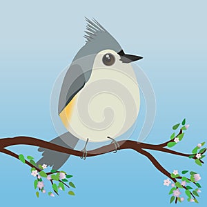 Cute egg shaped tufted titmouse on a branch with blossom