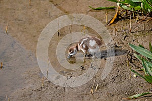 Cute Egyptian goose duckling feeding on the bank of a river