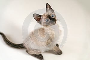 Cute eight weeks young Siamese kitten. Portrait of purebred thai cat with blue eyes sitting on white background. Close up Concepts