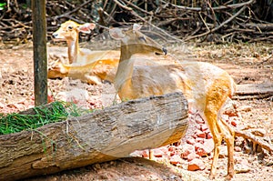 Cute eld`s deer Rucervus eldii waiting for get feeding.