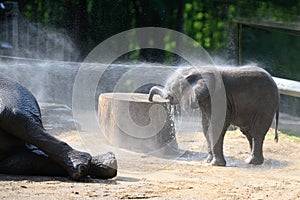 Cute elephant baby enjoying water shower. Baby elephant enjoys hosing down with water hose. Zoo Wuppertal, Germany