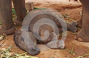 Cute elephant baby sleeping on the ground