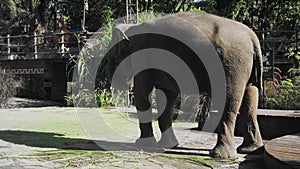 A cute elephant eating green grass and enjoys warm summer sun light on a tropical morning in zoo. Funny animal's