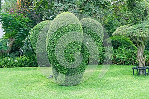 Cute Elephant shaped topiary .