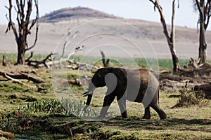 Cute elephant walking in a field in Lewa Conservancy, Kenya