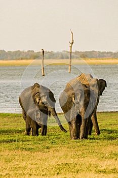 Cute elephants family with kids