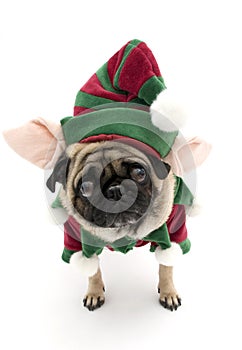 Cute Elf Pug photo