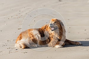 cute elo dog lying relaxed on a beach