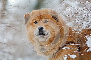 Cute Elo dog in wintry landscape