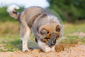 Cute elo puppy digs in a sand pit