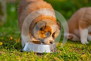 Cute elo puppy eats from a feeding bowl