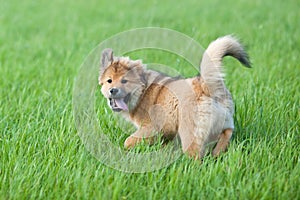 Cute Elo puppy plays in the grass