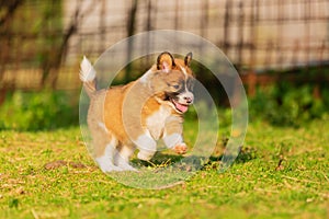 Cute elo puppy runs on a lawn