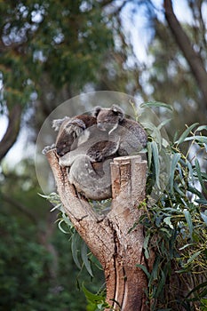 Cute embracing couple of Australian koala bears mother and its baby sleeping on an eucalyptus tree.