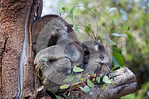 Cute embracing couple of Australian koala bears mother and its baby sleeping on an eucalyptus tree.