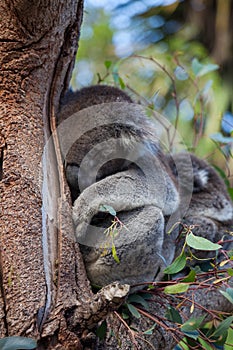 Cute embracing couple of Australian koala bears mother and its baby sleeping on an eucalyptus tree.