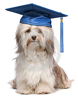 Cute eminent graduation havanese dog wit blue cap